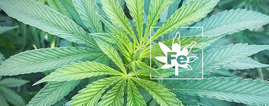Carence En Fer Chez Les Plants De Cannabis