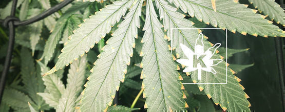 Carence En Potassium Du Cannabis