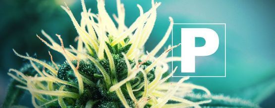L’importance Du Phosphore Pour Les Plants De Cannabis