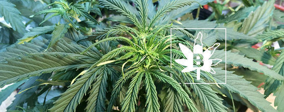 Carence En Bore Dans Les Plants De Cannabis