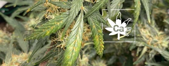 Carence En Calcium Chez Les Plants De Cannabis