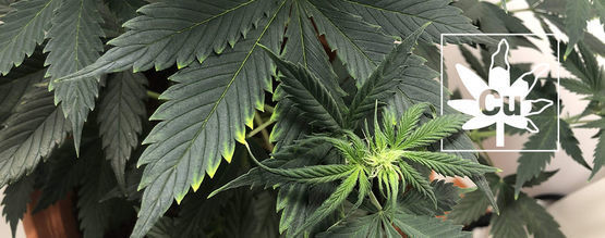 Carence En Cuivre Chez Les Plants De Cannabis