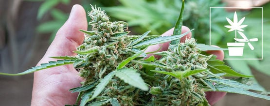 Guide Complet Du Palissage Du Cannabis Pour Les Débutants