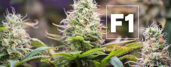 Hybrides F1 De Cannabis