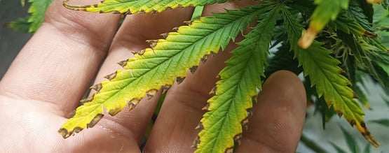 Brûlures des nutriments chez le cannabis : comment les détecter et sauver vos plants