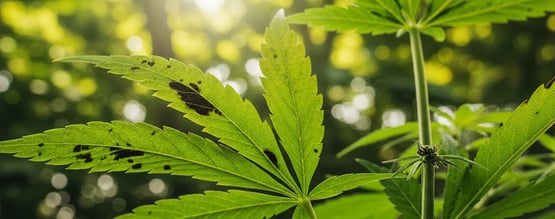 Taches noires sur les feuilles de cannabis : signification et comment y remédier
