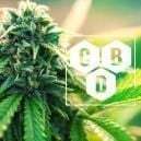 Qu&rsquo;est-Ce Que Le Cannabidiol (CBD)&thinsp;?