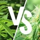 Indica Vs Sativa : Est-Ce Toujours Pertinent En 2026 ?