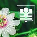 La Passiflore : Tout Ce Qu'il Faut Savoir