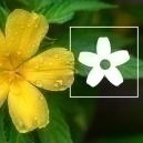 Comment utiliser la damiana : Tout ce qu’il faut savoir