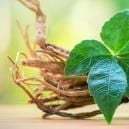 À La Découverte Du Ginseng