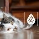 L’herbe-aux-chats : Tout ce qu’il faut savoir