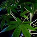 Qu’est-ce que le Cannabis indica ?