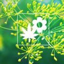 Plante Compagne Du Cannabis : Aneth