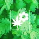 Le Compagnonnage De Cannabis : La Coriandre