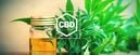 Tout Ce Qu&rsquo;il Faut Savoir Sur Le CBD