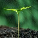 Comment Administrer Des Nutriments Aux Plants De Cannabis