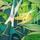 Pruning (Taille) : Tout Ce Que Vous Devez Savoir