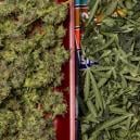 Que faire avec les feuilles et les restes de taille du cannabis ?