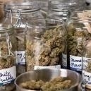 Comment effectuer le curing du cannabis