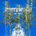 Défoliation du cannabis : tout ce que vous devez savoir