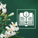 Voacanga Africana : Tout Ce Qu'Il Faut Savoir