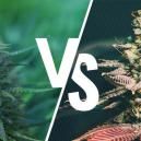Cannabis Photop&eacute;riodique Vs Autofleurrissant : Lequel Convient Le Mieux Pour Vous ?