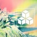 L'importance Des Sucres Dans La Culture Du Cannabis