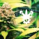 Cultiver Du Cannabis &Agrave; Autofloraison : Le Guide Ultime