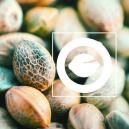 Que Sont Les Graines De Cannabis R&eacute;guli&egrave;res ?