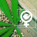 Que Sont Les Graines De Cannabis F&eacute;minis&eacute;es ?