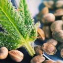 Que Sont Les Graines De Chanvre ?