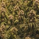 Les secrets de la méthode SOG révélés