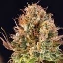 Quand r&eacute;colter le cannabis