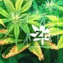 Carence En Zinc Chez Les Plants De Cannabis