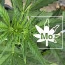 Carence En Molybdène Dans Les Plants De Cannabis