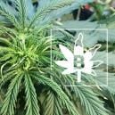 Carence En Bore Dans Les Plants De Cannabis