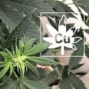 Carence En Cuivre Chez Les Plants De Cannabis