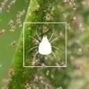 Comment Se D&eacute;barraser Des T&eacute;tranyques Sur Les Plants De Cannabis