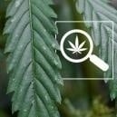 Taches blanches sur les feuilles de cannabis