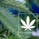 Guide d'identification : Taches brunes sur les feuilles de cannabis