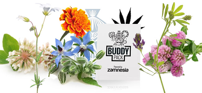 Cannabis compagnon nourrir Cannabis compagnon nourrir