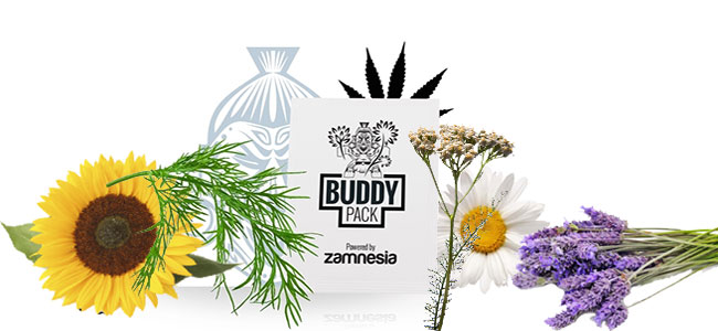 plantes compagnonnage cannabis insectes plantes compagnonnage cannabis insectes