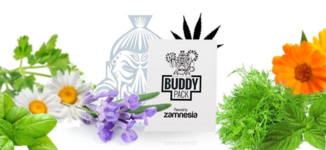 Le cannabis compagnon repousse les insectes Le cannabis compagnon repousse les insectes