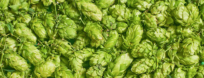 Houblon pour la bière Houblon pour la bière