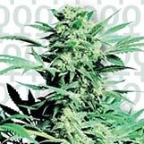 Sensi Seeds Shiva Skunk Shiva Skunk