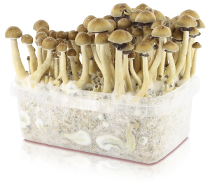 Kits de culture de champignons magiques Kits de culture de champignons magiques