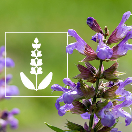 Salvia Tout Ce Que Vous Devez Savoir Zamnesia