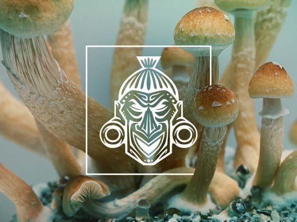 Culture de champignons : Instructions pour les kits Tatandi- Alchimia Grow  Shop