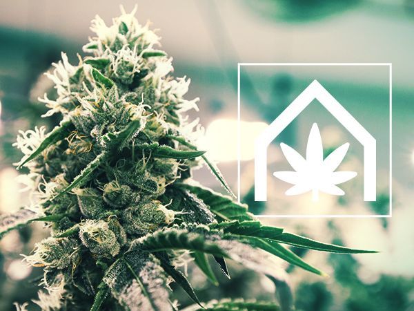 Comment cultiver du cannabis indoor pendant l'été ? - Soft Secrets